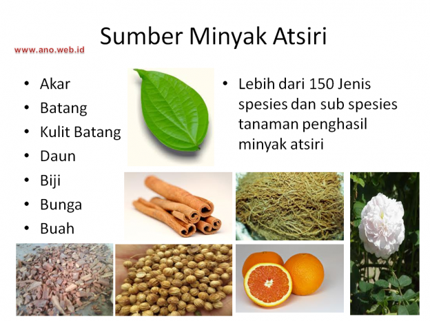 peluang usaha minyak atsiri ano peluang usaha minyak atsiri ano
