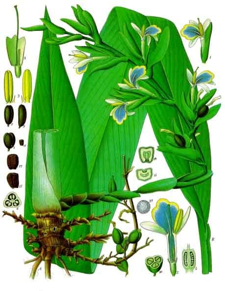 Kapulaga sabrang source gambar : Franz Eugen Köhler, Köhler's Medizinal-Pflanzen
