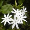 Minyak Atsiri (Absolute) Melati (Jasminum sp.)