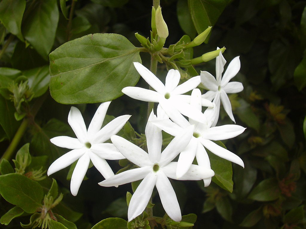 Minyak Atsiri (Absolute) Melati (Jasminum sp.)