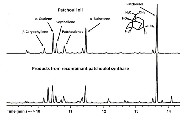 Perbandingan Kromatogram Minyak Nilam dan Recombinant Patchoulol Syntehis