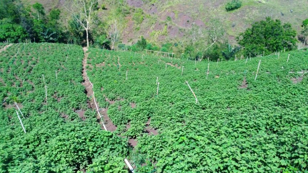 Pentingnya menanam bahan baku minyak atsiri bagi penyuling