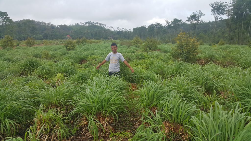 Kebun di Blitar