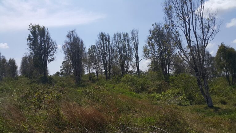 Hama Penggerek Batang Cengkeh, atau Myrtaceae lainnya