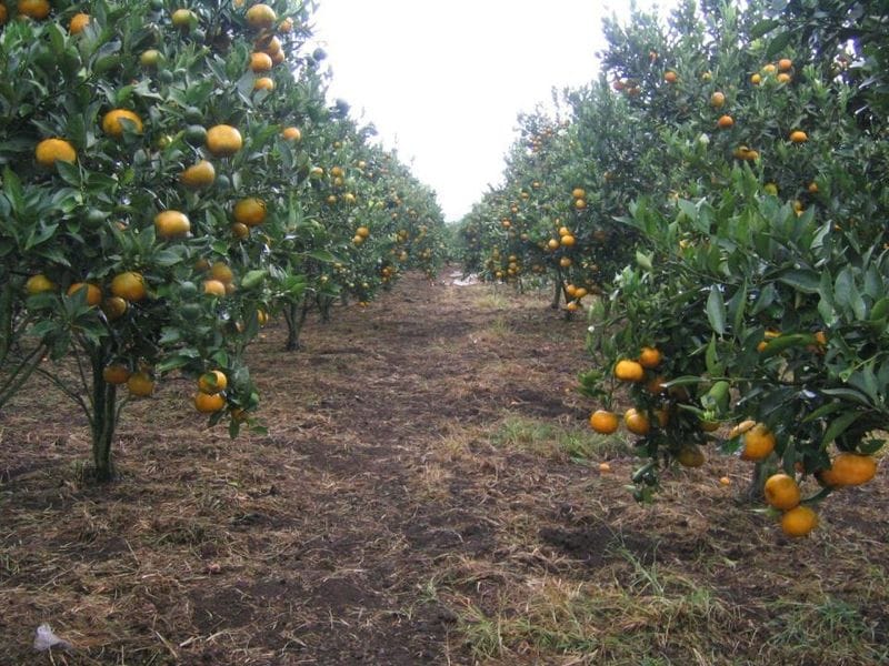 Pengembangan Potensi Minyak Atsiri di Sambas, Kalimantan Barat: Menatap Masa Depan Industri Minyak Atsiri Jeruk Pontianak (Citrus nobilis)