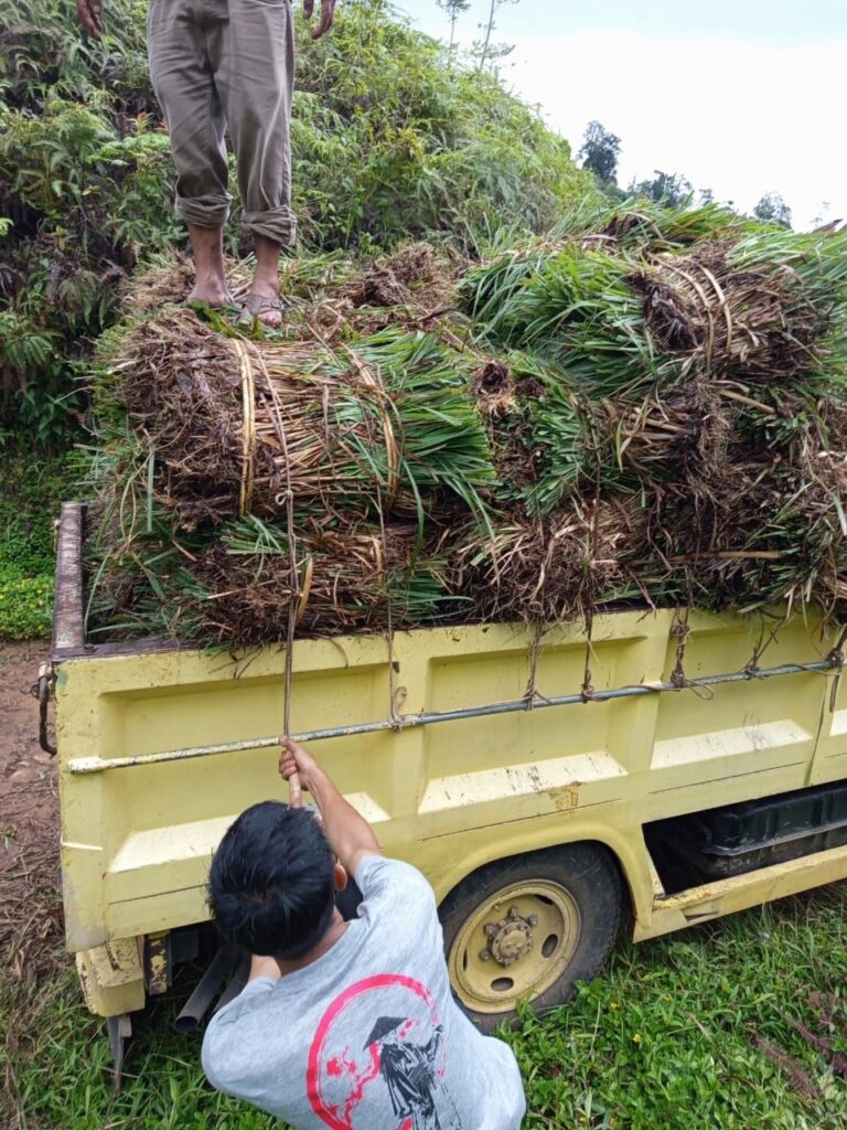 Pengembangan Sereh Lenabatu di Pandeglang