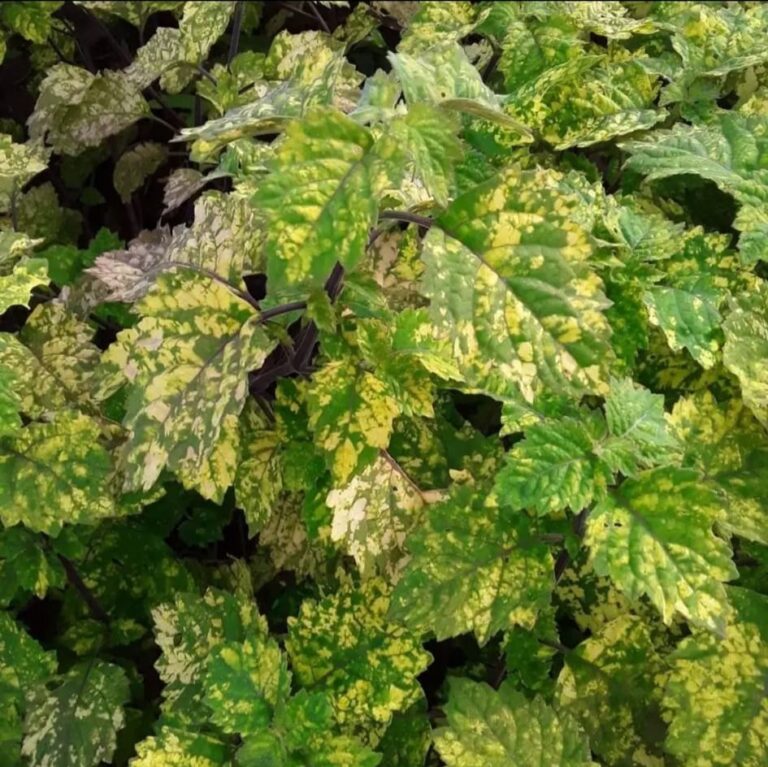 Variegata Pada Nilam